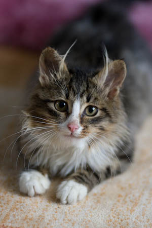 Масик - кот обыкновенный