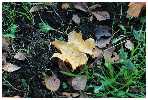 Осень в Краснопресненском парке